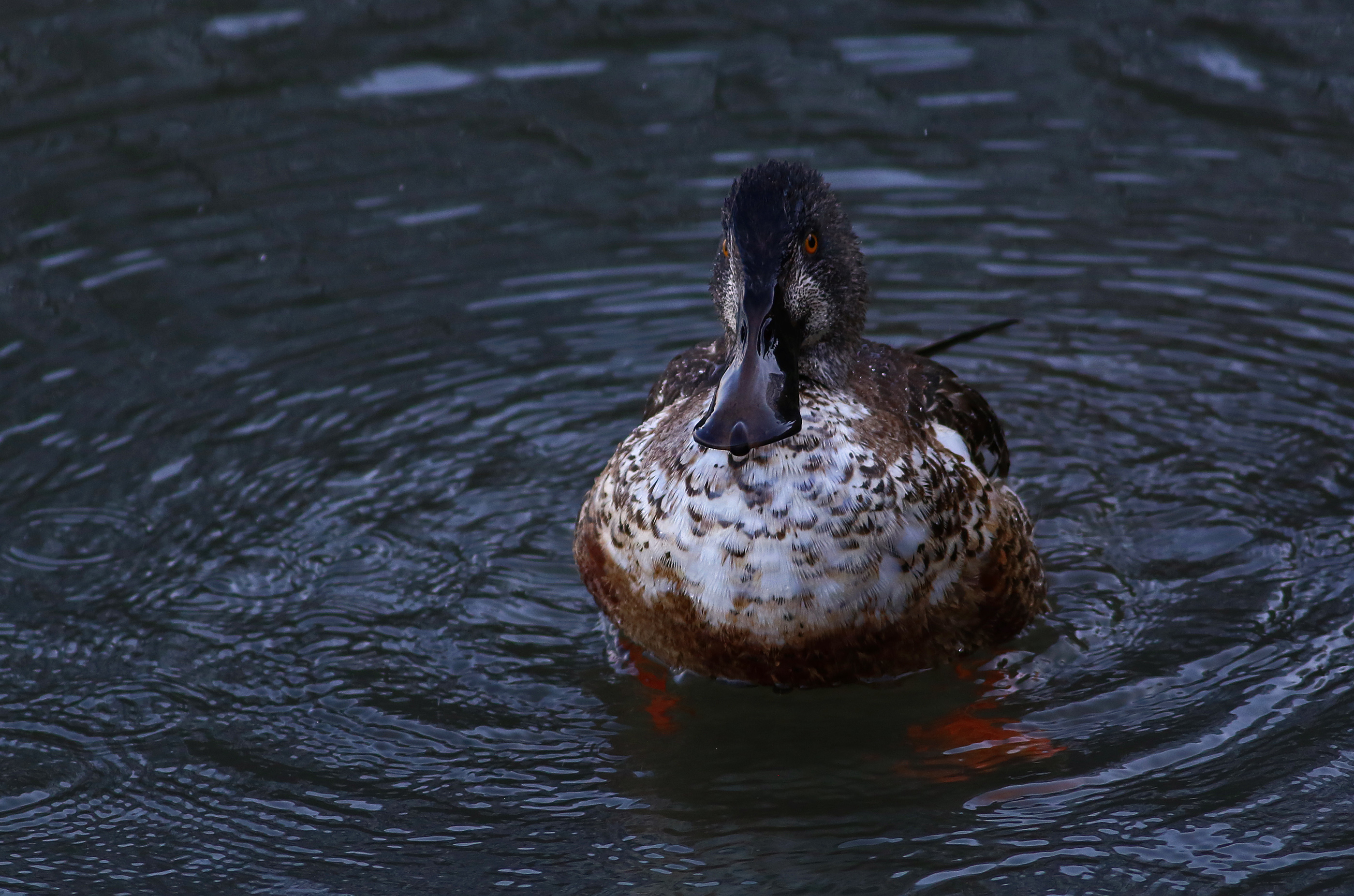 Northern Shoveler